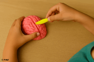 Mains d’un enfant sculptant un cerveau en pâte à modeler rose avec un couteau en plastique